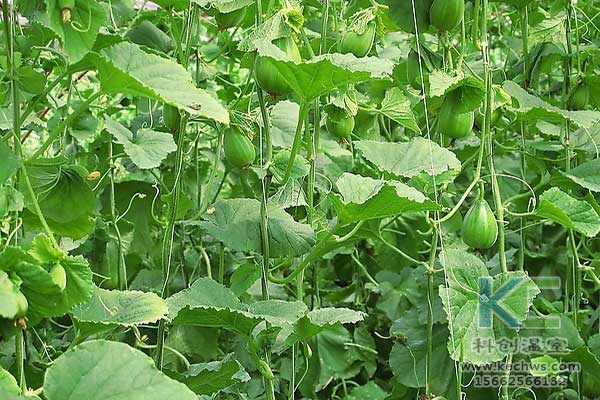 無土栽培，無土栽培技術，無土栽培設備