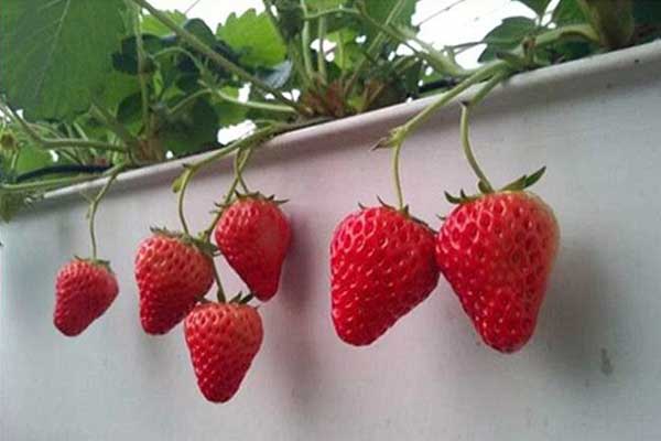 無土栽培，無土栽培技術，無土栽培設備