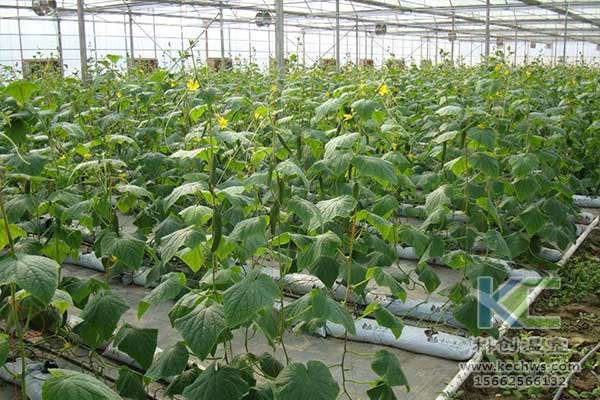 無土栽培，無土栽培技術，無土栽培設備