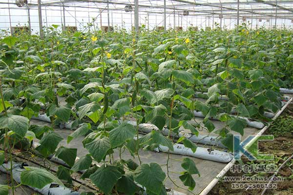 無土栽培，無土栽培技術，無土栽培設備
