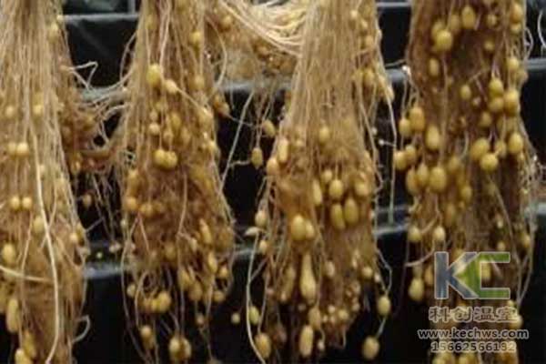 無土栽培，無土栽培技術(shù)，無土栽培設(shè)備