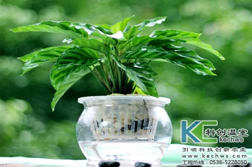 無(wú)土栽培，無(wú)土栽培技術(shù)，無(wú)土栽培設(shè)備