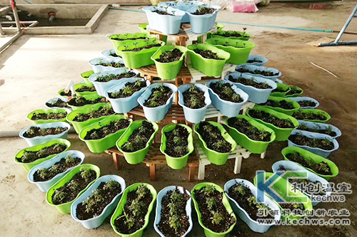 無土栽培,基質栽培,水培