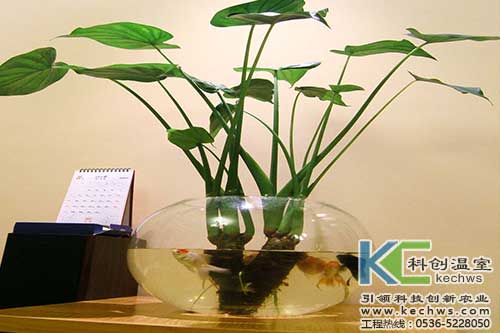 無土栽培，無土栽培技術，無土栽培設備