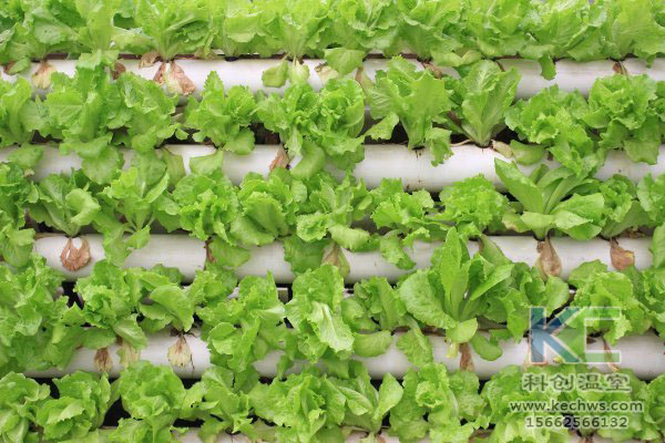 無土栽培，無土栽培技術，無土栽培設備