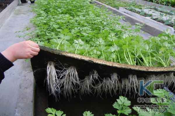 無土栽培技術,無土栽培,溫室大棚,蔬菜大棚