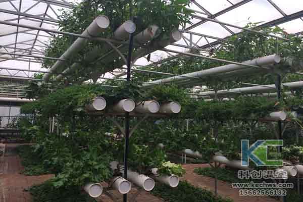 無土栽培技術(shù),無土栽培設(shè)備,溫室大棚,蔬菜大棚