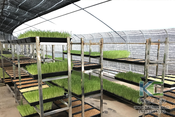 無土栽培技術，無土栽培蔬菜，無土栽培設備，溫室大棚 