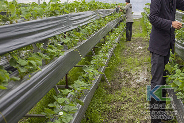 蔬菜無土栽培，無土栽培技術，無土栽培設備，無土栽培