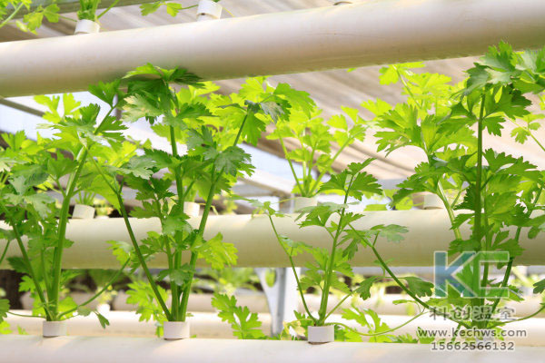 無土栽培技術(shù)，無土栽培設(shè)備，無土栽培，溫室大棚