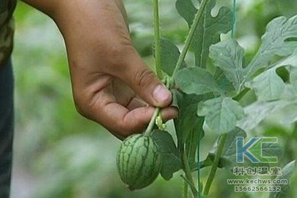 無土栽培蔬菜，無土栽培技術，無土栽培設備，溫室大棚