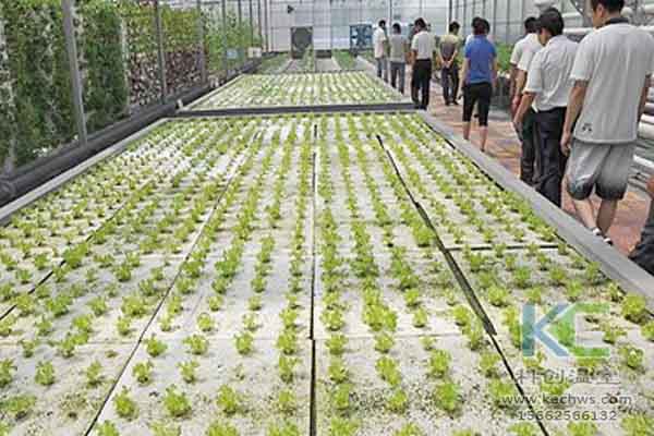 無土栽培技術，溫室大棚造價，無土栽培，溫室大棚