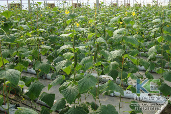 無土栽培，無土栽培技術(shù)，無土栽培設(shè)備