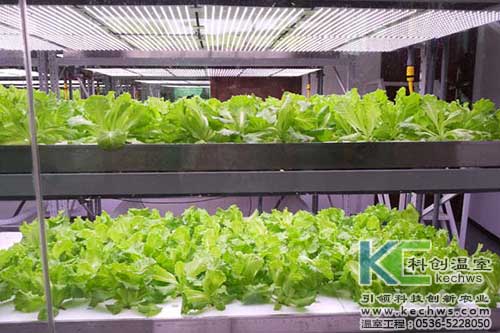 無土栽培，無土栽培技術(shù)，無土栽培設(shè)備