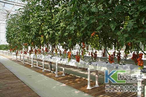 無土栽培，無土栽培技術，無土栽培設備