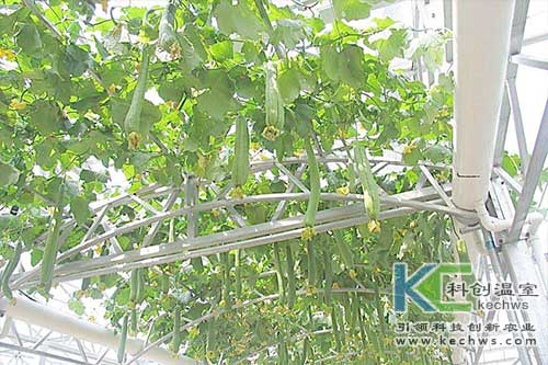 無(wú)土栽培，無(wú)土栽培技術(shù)，無(wú)土栽培設(shè)備