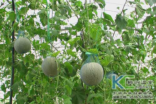 無土栽培，無土栽培技術，無土栽培設備