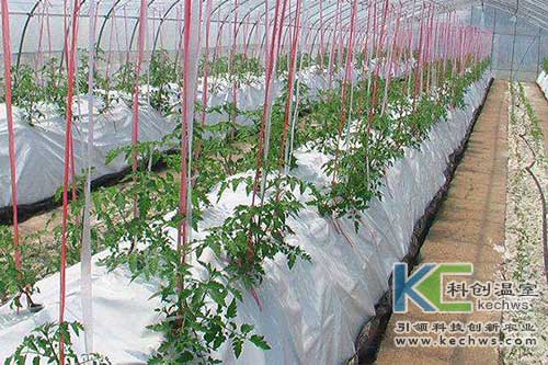 無土栽培，無土栽培技術，無土栽培設備