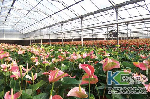 無土栽培，無土栽培技術，無土栽培設備