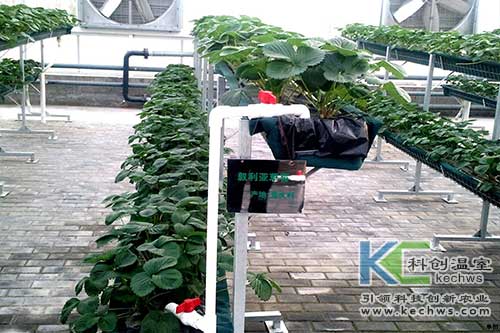 無土栽培，無土栽培技術(shù)，無土栽培設備