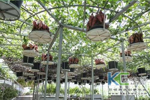 無土栽培，無土栽培技術，無土栽培設備