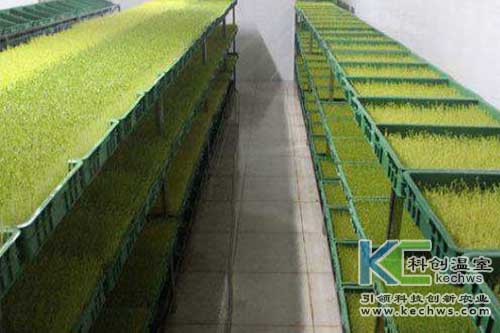 無(wú)土栽培，無(wú)土栽培技術(shù)，無(wú)土栽培設(shè)備