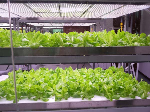 無土栽培,無土栽培技術(shù),無土栽培設(shè)備