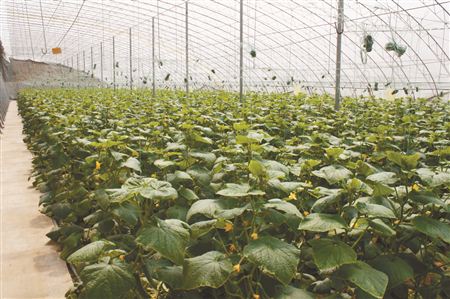 無土栽培，無土栽培技術，無土栽培設備