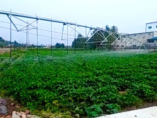 無土栽培,無土栽培技術,無土栽培設備