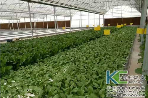 無土栽培，無土栽培技術(shù)，無土栽培設(shè)備