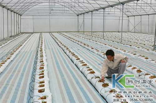 無土栽培，無土栽培技術，無土栽培設備