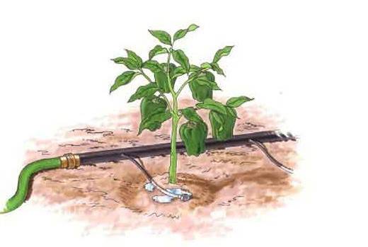 無(wú)土栽培，無(wú)土栽培技術(shù)，無(wú)土栽培設(shè)備