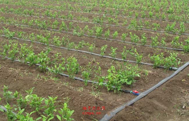 無土栽培，無土栽培技術，無土栽培設備