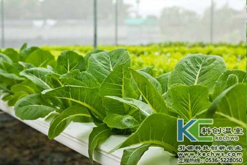 無土栽培，無土栽培技術，無土栽培設備