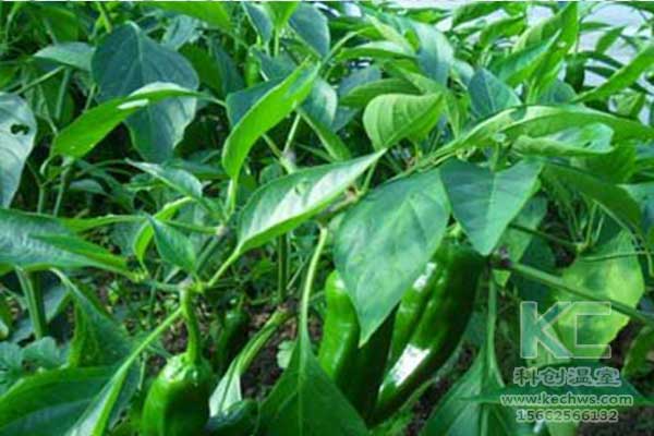 無土栽培，無土栽培技術，無土栽培設備