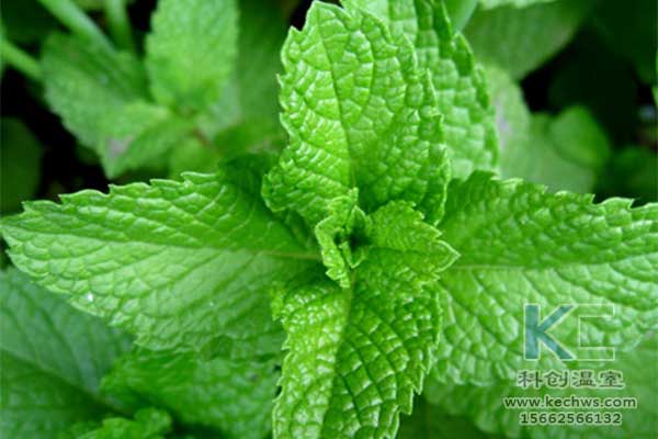 無土栽培，無土栽培技術(shù)，無土栽培設(shè)備