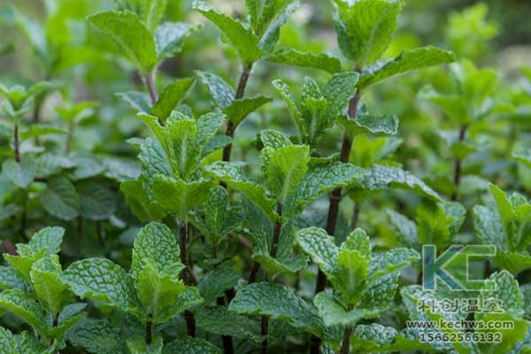 無土栽培，無土栽培技術(shù)，無土栽培設(shè)備