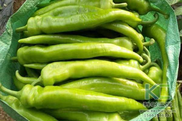 無土栽培，無土栽培技術(shù)，無土栽培設備