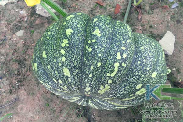 無土栽培,無土栽培技術,無土栽培設備