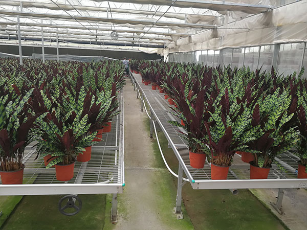 無土栽培，無土栽培技術，無土栽培設備