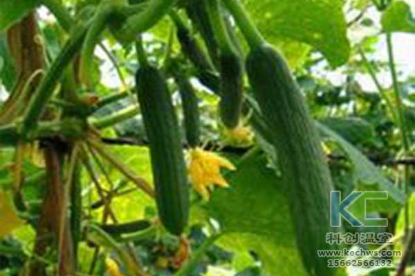 無土栽培，無土栽培技術，無土栽培設備