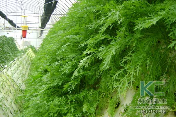 無土栽培，無土栽培技術，無土栽培設備