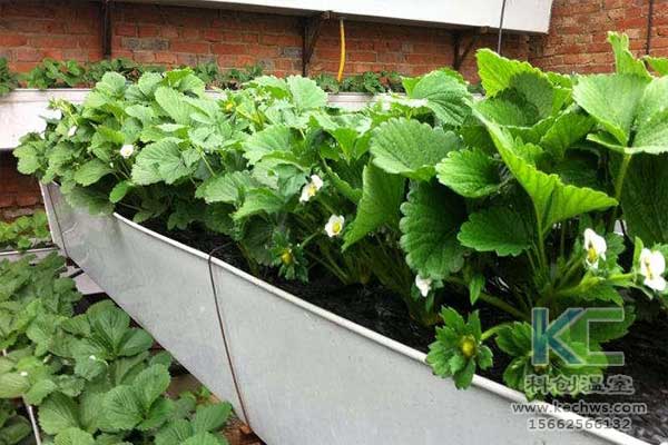 無(wú)土栽培,無(wú)土栽培技術(shù),無(wú)土栽培設(shè)備