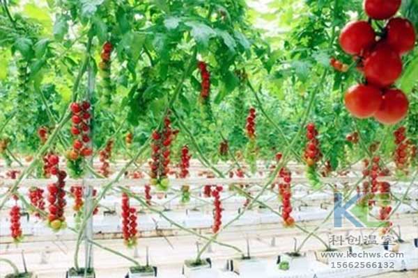 無土栽培，無土栽培技術，無土栽培設備