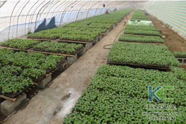 無土栽培，無土栽培技術，無土栽培設備