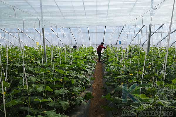 無土栽培，無土栽培技術，無土栽培設備