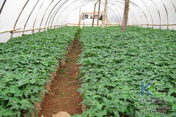 無土栽培,無土栽培技術(shù),無土栽培設備