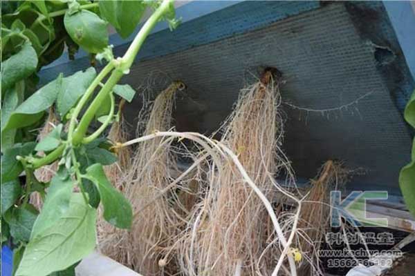 無土栽培，無土栽培技術，無土栽培設備