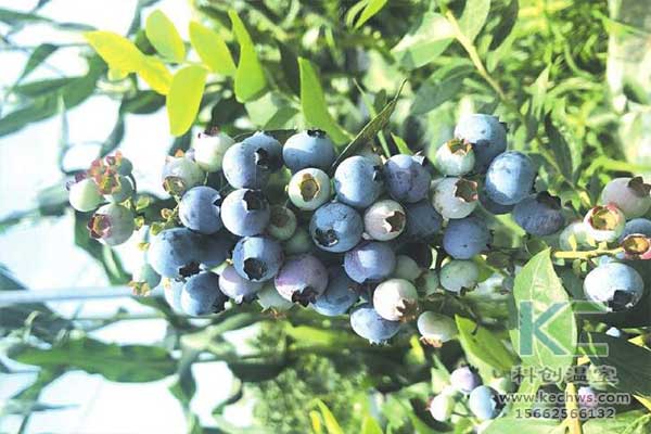 無(wú)土栽培，無(wú)土栽培技術(shù)，無(wú)土栽培設(shè)備