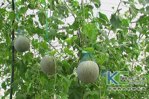 無(wú)土栽培，無(wú)土栽培技術(shù)，無(wú)土栽培設(shè)備